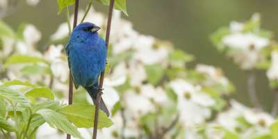 Indigo Bunting