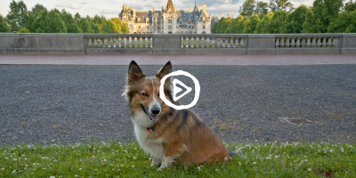 Sammy at Biltmore estate