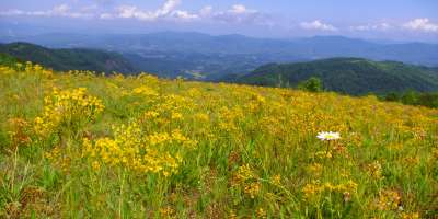 Bearwallow Mountain