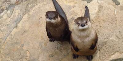 Otters