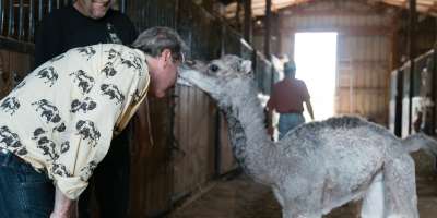 Dr. King's Carolina Bison Farm