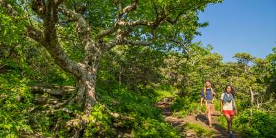 Craggy Gardens Hiking