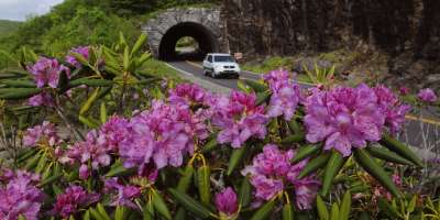 Parkway Tunnel with Rhododendron