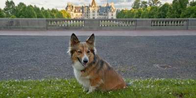 Video Thumbnail - youtube - Sammy Visits Asheville - A Day in Dog-Friendly Asheville, North Carolina
