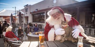Christmas Cat at Wicked Weed
