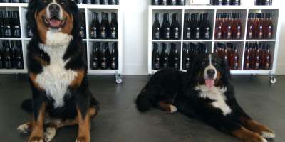 Dog Friendly Winery Event Kelowna S Unleashed