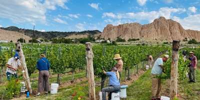 Aa vineyards on sale