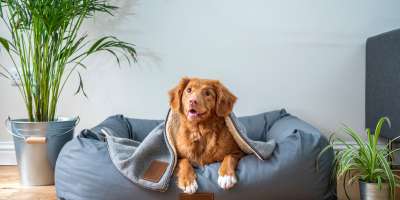 Toronto premium outlets discount dog friendly