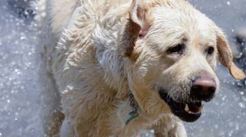 Attractions - Pet Friendly - Side Panel
