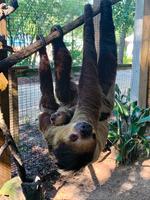 Emerald Coast Zoo Sloth