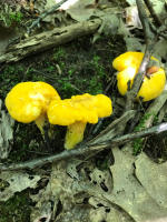 Golden Chanterelles