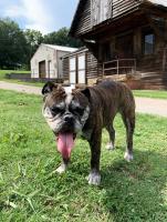 Catawba Farms Dog