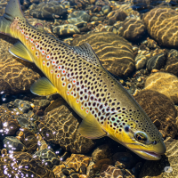 Brown Trout