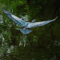 Great Blue Heron in flight at Babcock/Webb Wildlife Management Area