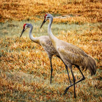 Sandhill cranes at Babcock Ranch Eco-Tours