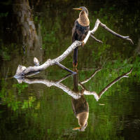 Female Anhinga at Babcock Ranch Eco-Tours in Punta Gorda Florida in the spring.