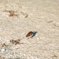 Ruddy Turnstone shorebird on the beach in Punta Gorda/Englewood Beach on a bright May day.
