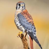 American Kestrel in Punta Gorda/Englewood Beach