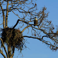 Eagle and nest at Charlotte Harbor Environmental Center in Punta Gorda/Englewood Beach.
