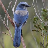 Florida Scrub-Jay in Punta Gorda/Englewood Beach on a spring day.