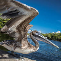 Pelican getting ready to take off from a dock in Punta Gorda, Florida, on a bright spring day in 2021.