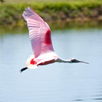 Roseate Spoonbill in Flight in Punta Gorda/Englewood Beach on a bright spring day.