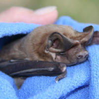 Closedup of an endangered Florida Bonneted Bat on a blue blanket. Image courtesy Florida Fish and Wildlife.