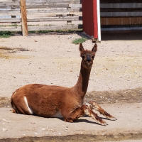 A brown alpaca reclines on the ground with a toothy grin for the camera.