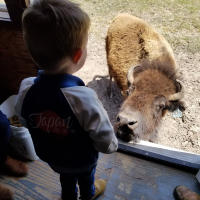 Young boy stands inside train car looking down at a bison, ready to feed it a treat pellet.