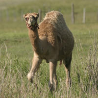 A young camel ambles through prairie grass at Terry Bison Ranch in Cheyenne, Wyoming