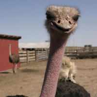 An ostrich is ready for its close up at Terry Bison Ranch in Cheyenne, Wyoming