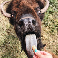 A bison reaches out with his tongue to take a treat pellet from a train passenger at Terry Bison Ranch in Cheyenne, Wyoming