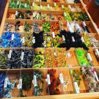 display case of flies