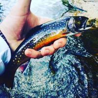Hand holding a fish