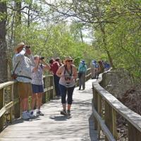 Magee Marsh Boardwalk Biggest Week in Birding