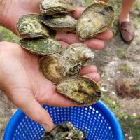 oysters