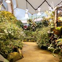 butterfly garden