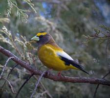 Evening Grosbeak by David Brislance