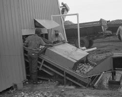 potato farming