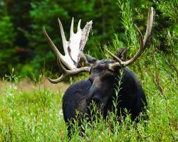 Grand Teton National Park Moose