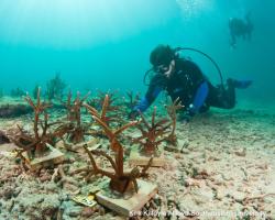 NSU students placing coral on ocean floor
