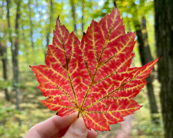 Ice Age Trail Leaf