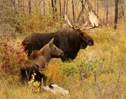 Bull and Cow Moose in the fall by Paul Sundberg
