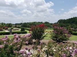 Crape Myrtle World Collection Park