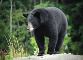 Wildlife - Black Bear
