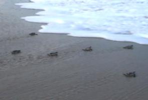 Baby sea turtles heading towards ocean