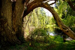 Pine Hollow Arboretum