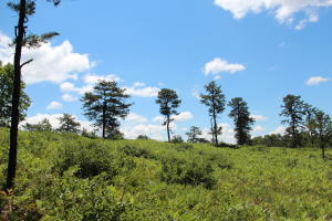 Albany Pine Bush Preserve