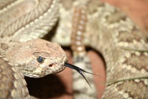 rattlesnake-sm