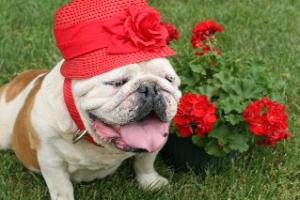 Garden Dawg